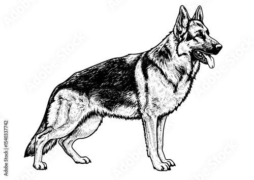 full body German Shepherd, vector engraving, animal, dog, art, illustration, vector, pet, engraving, isolated, design, breed, sketch, vintage, german, drawing, cute, shepherd, head, puppy, domestic