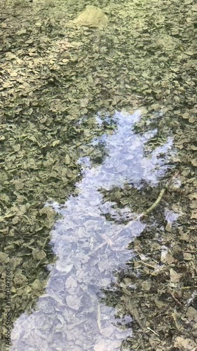 A pond with many leaves beneath the surface. The water is clear, and leaves are scattered all over the bottom.