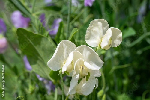 creamy white sweet pea lathyrus odoratus flowers