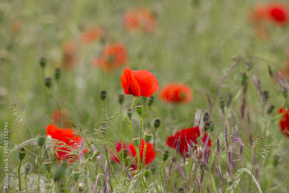 Fototapeta premium wild poppy flowers in the meadow