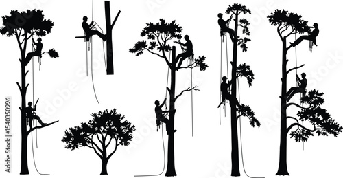 Silhouettes of arborists climbing tall trees with rope, tree pruning workers, arboriculture safety gear, forest maintenance, professional tree care service, climbing techniques illustration