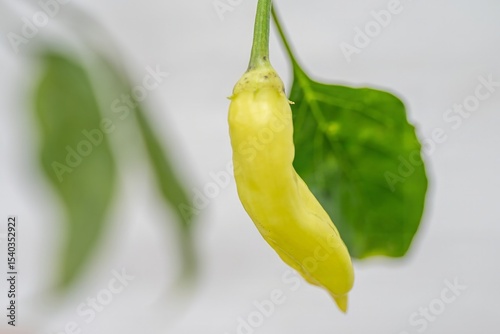 close up of chili pepper growing on a chile plant with a white background