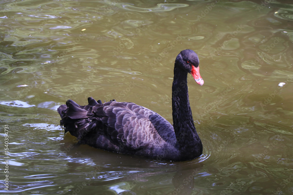 Fototapeta premium Black Swan on Water