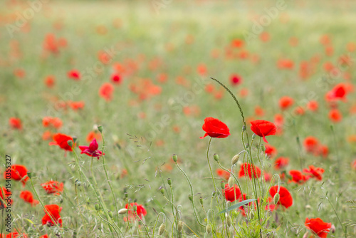 Fototapeta Naklejka Na Ścianę i Meble -  wild poppy flowers in the meadow