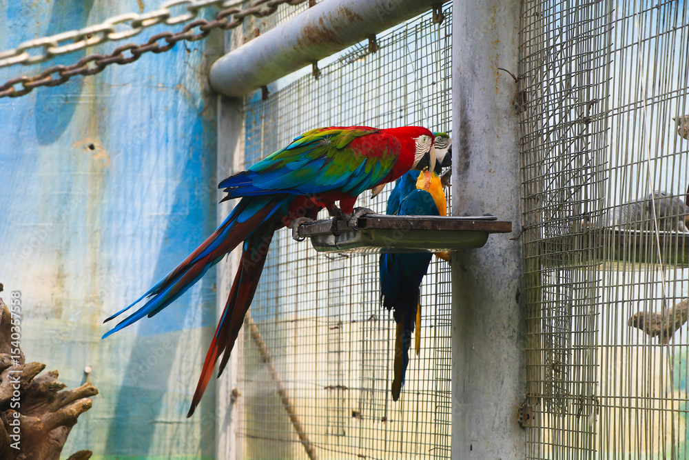 Obraz premium Scarlet Macaw in a Cage