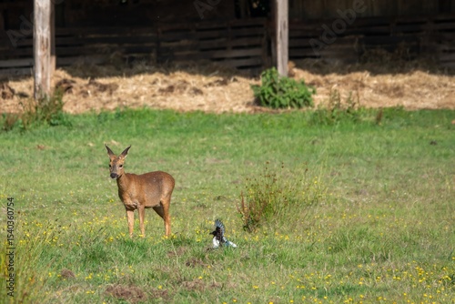 pretty roe deer wild animal with magpie