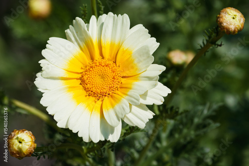 美しいシュンギク02