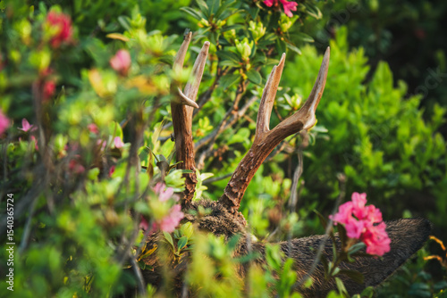 happy hunting of a roebuck on a mountain meadow with alpine roses, at a summer morning