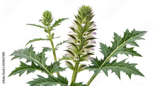  Greece bear s breech acanthus mollies isolated on white background PNG. AI GENERATED