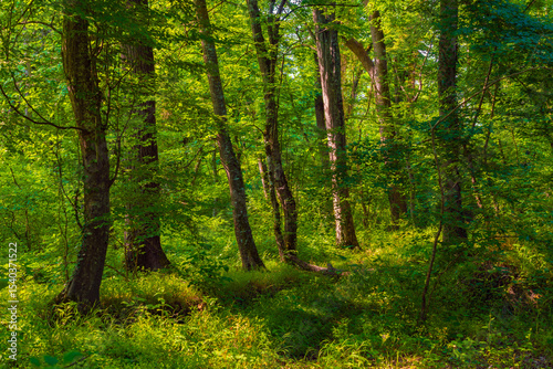 Bright green dense deciduous forest in summer