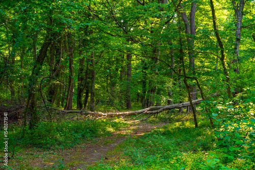 An old fallen tree in the forest blocked the path