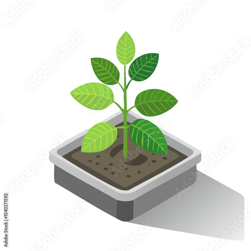 Isometric sprout in planter pot. Growing green plant seedling in square container with soil and leaves, minimalist illustration