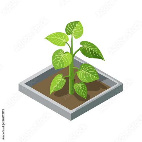 Green potted plant in a grey square container with soil in isometric view on a black background