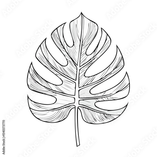 Monstera Leaf Illustration White Silhouette on Black Tropical Plant Artwork Decorative Element