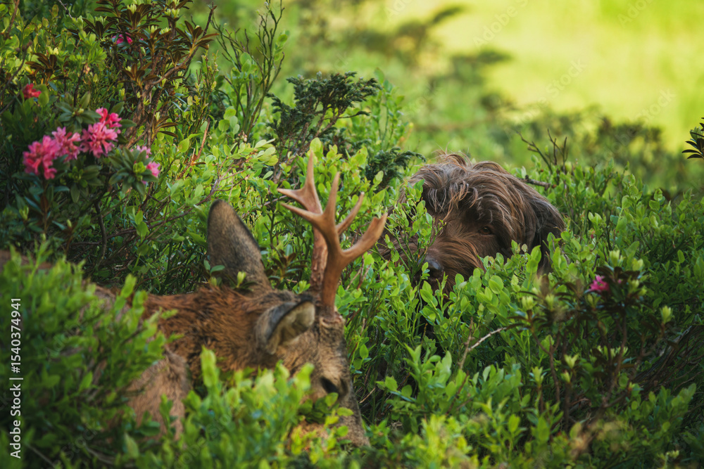 Obraz premium celebration the happy hunting of a roe buck on the mountains with the hunting dog, at a summer morning