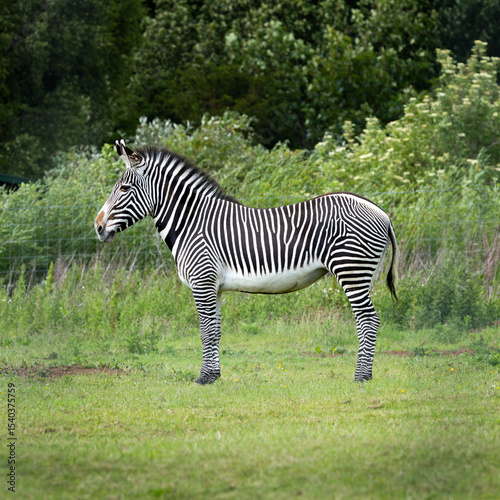 Zebra is standing in a grassy field