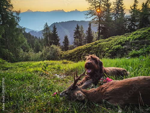 celebration the happy hunting of a roe buck on the mountains with the hunting dog, with beautiful view of the alps, at a summer morning