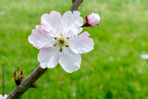 Sakura blossom close up with copy space background.