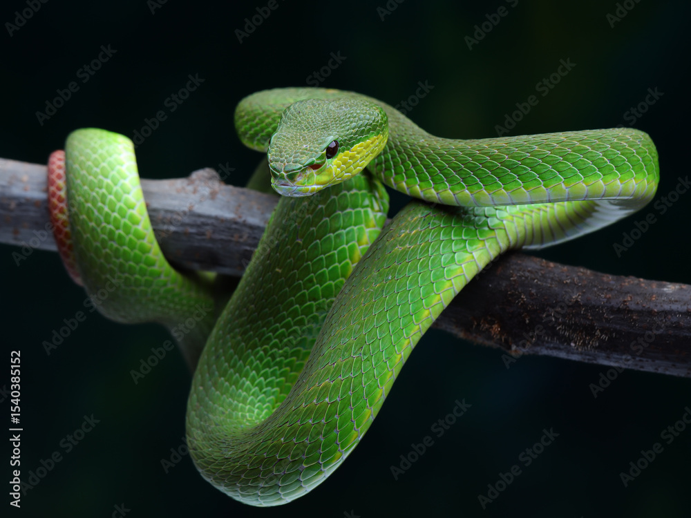Obraz premium This Trimeresurus albolabris, or white-lipped pit viper, displays striking emerald green scales and a distinctly triangular head, 18 juny 2025 Indonesia