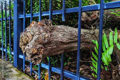 Large tree roots or old logs allowed to pass through iron fence via specially designed openings that accommodate their natural state to promote the full and healthy growth of the trees in public park.