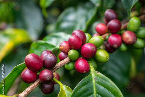 Wallpaper Mural A bunch of red and green coffee berries hanging from a tree. The red berries are ripe and ready to be picked Torontodigital.ca