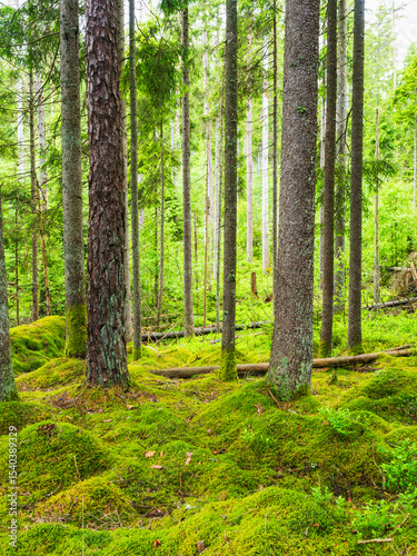 Lush green forest in a Swedish nature reserve showcasing vibrant moss-covered ground and tall trees in a tranquil setting