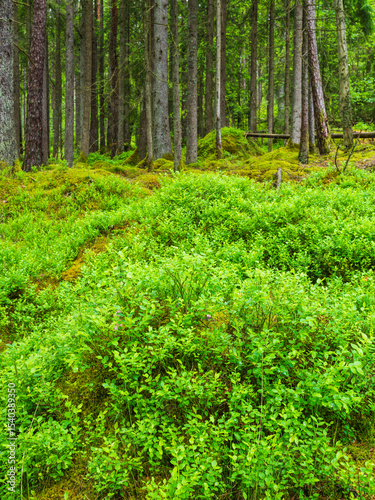 Lush greenery and towering trees in a tranquil Swedish nature reserve during spring