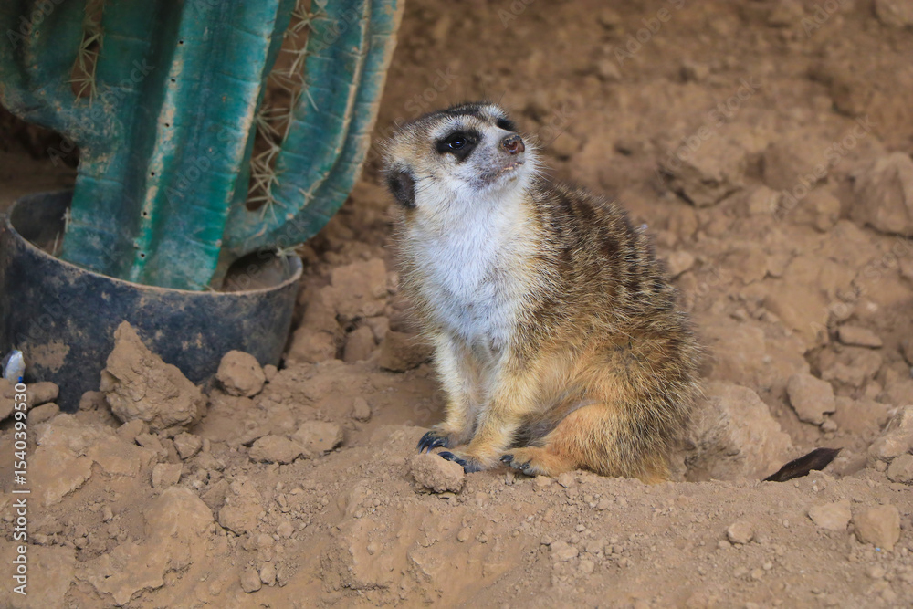 Fototapeta premium Meerkat in a Sandy Enclosure