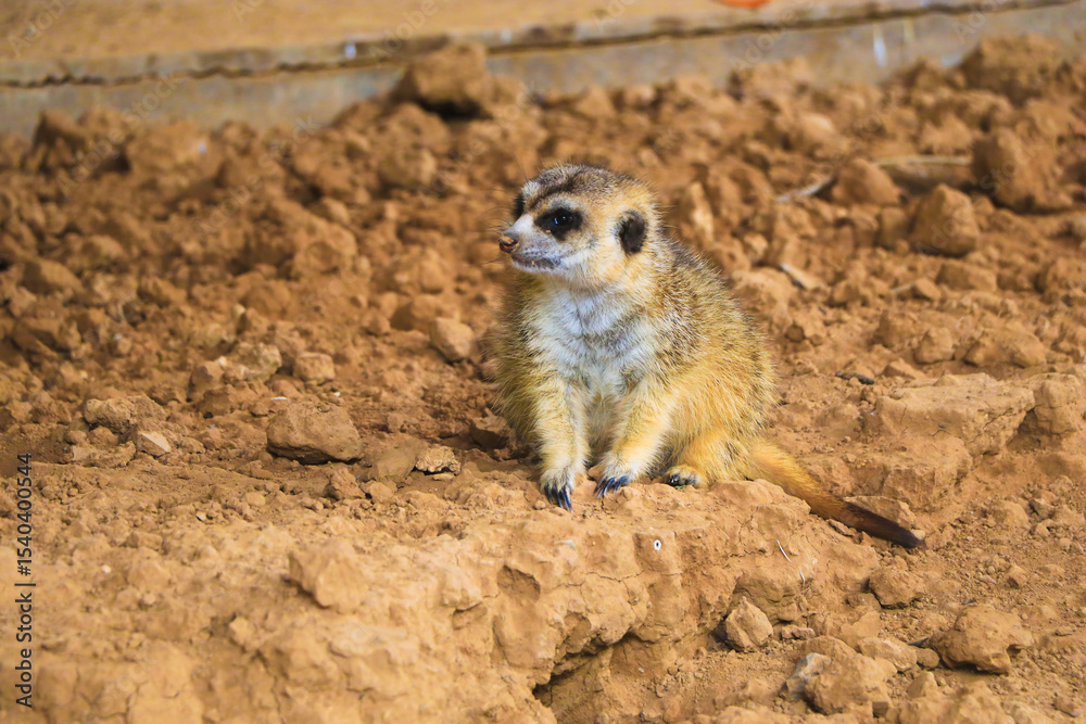 Fototapeta premium Meerkat on the Ground