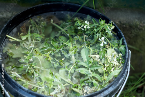 Liquid fertilizer in a bucket ready for nourishing plants, rich in essential nutrients like compost. A bucket of liquid nutrient solution