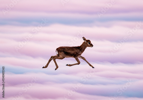 Photo of a Young Antelope Leaping Through Pastel Clouds