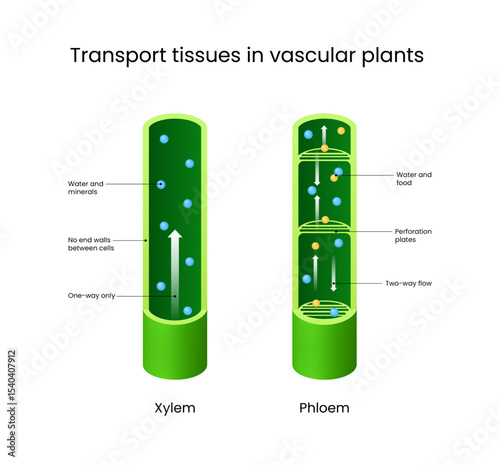 Transport Tissues Xylem and Phloem in Vascular Plants