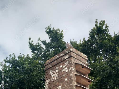 Pidgeon above chimney with swift boxes