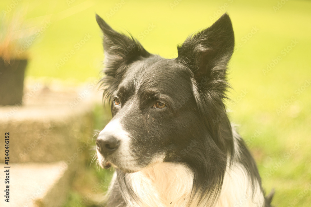 Fototapeta premium border collie dog