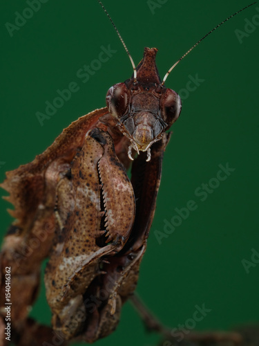 This detailed close-up reveals a brown mantis, likely a leaf or bark mimic, with prominent compound eyes and intricate textured body. Its sharp, raptorial forelegs are poised, 18 juny 2025 Indonesia