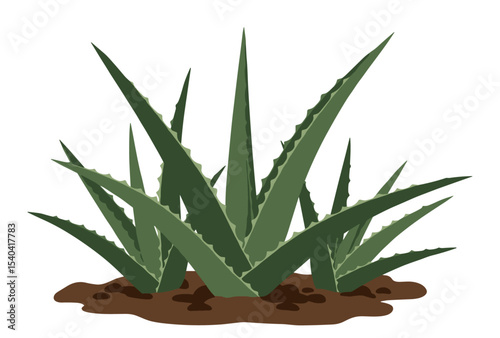 Vector illustration of aloe vera cluster with spiky dark green succulent leaves sprouting from brown soil, ideal for skincare, wellness, and healing visuals

