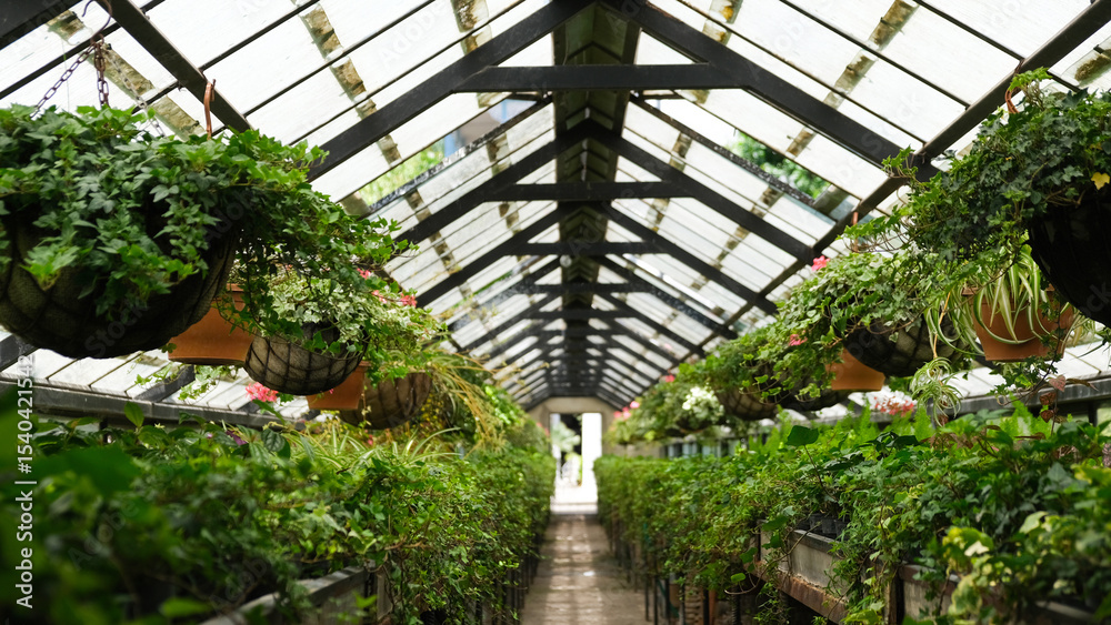 Φωτογραφία Ivy Plant  in pot cultivated in greenhouse or glasshouse for spring sale at the local garden center