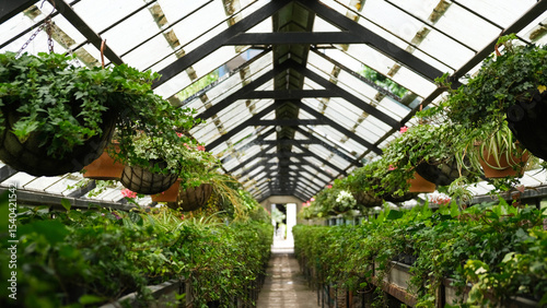 Billede på lærred Ivy Plant  in pot cultivated in greenhouse or glasshouse for spring sale at the local garden center