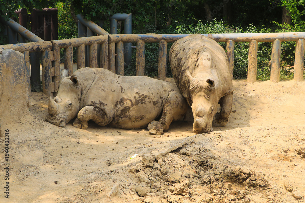 Fototapeta premium Two Rhinos Resting in an Enclosure