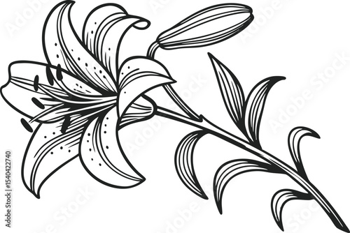 Elegant Lily Flower Illustration with Natural Details. Hand Drawn Lily Bloom Artwork for Floral Designs. Beautiful Lily Flower Drawing for Creative Projects. Minimalist Lily Flower Composition