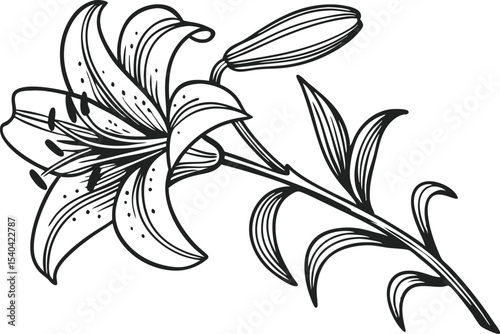 Elegant Lily Flower Illustration with Natural Details. Hand Drawn Lily Bloom Artwork for Floral Designs. Beautiful Lily Flower Drawing for Creative Projects. Minimalist Lily Flower Composition