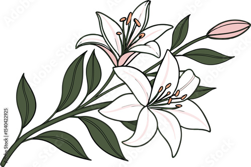 Elegant Lily Flower Illustration with Natural Details. Hand Drawn Lily Bloom Artwork for Floral Designs. Beautiful Lily Flower Drawing for Creative Projects. Minimalist Lily Flower Composition