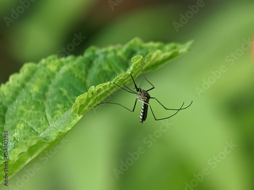 Macro shot of a mosquito resting on a serrated leaf edge, showcasing its long legs and detailed body pattern.