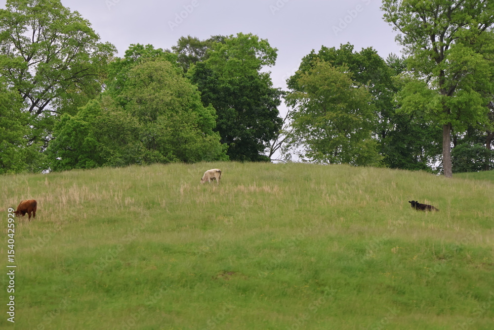 Obraz premium Cattle Grazing in an open pasture