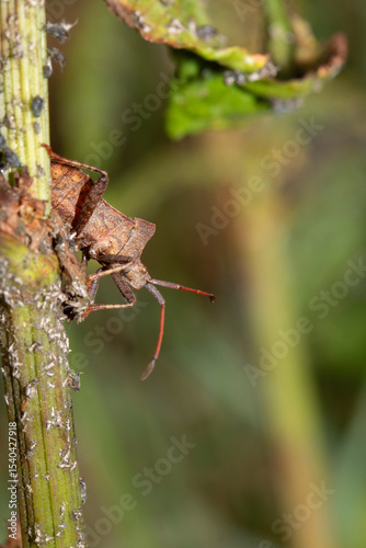 Photos Close up of a Shield Bug Forest Insect on a leaf
