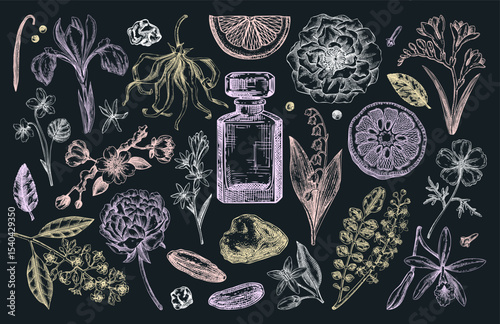 Perfumery and cosmetics ingredient hand drawn vector illustrations. Aromatic plants, fruits, spices, and herbs sketch set. Perfume design elements. Not AI generated
