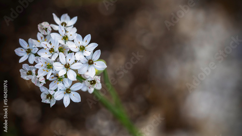 Close-up of a cluster of white star-shaped flowers with a bokeh background. Backdrop with copy space