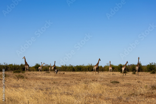 Photography a tower of giraffes with a blue sky