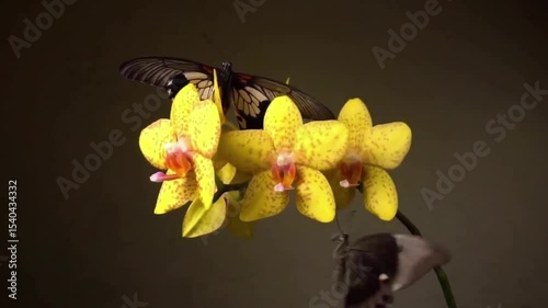 yellow orchid flower