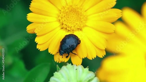 a beetle on a yellow flower